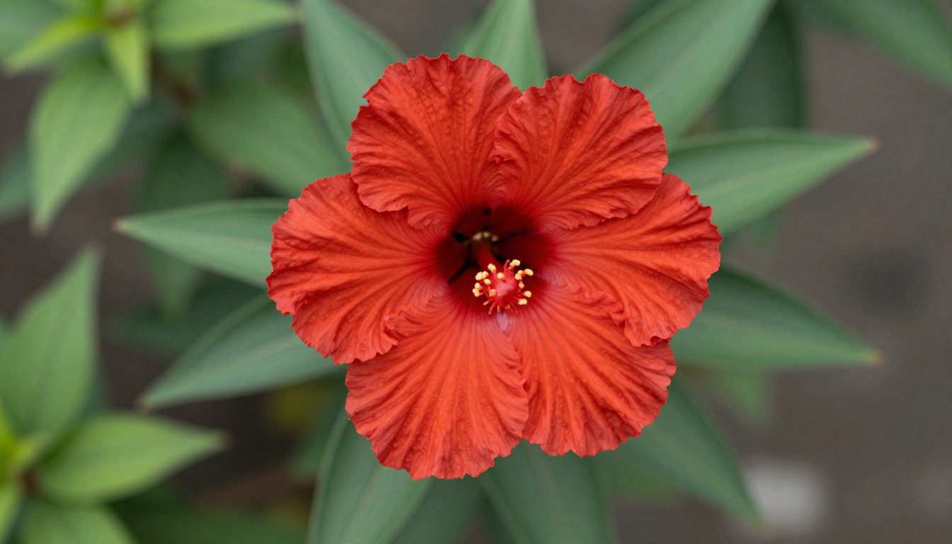 La Martinique et sa nature exubérante 🌺