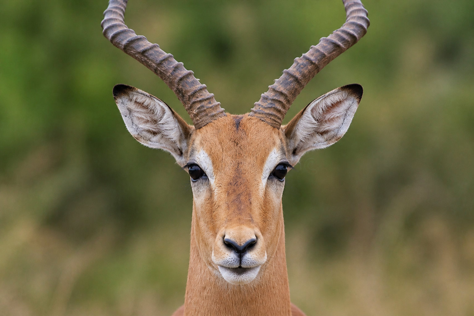 L'Impala : l'acrobate des savanes boisées