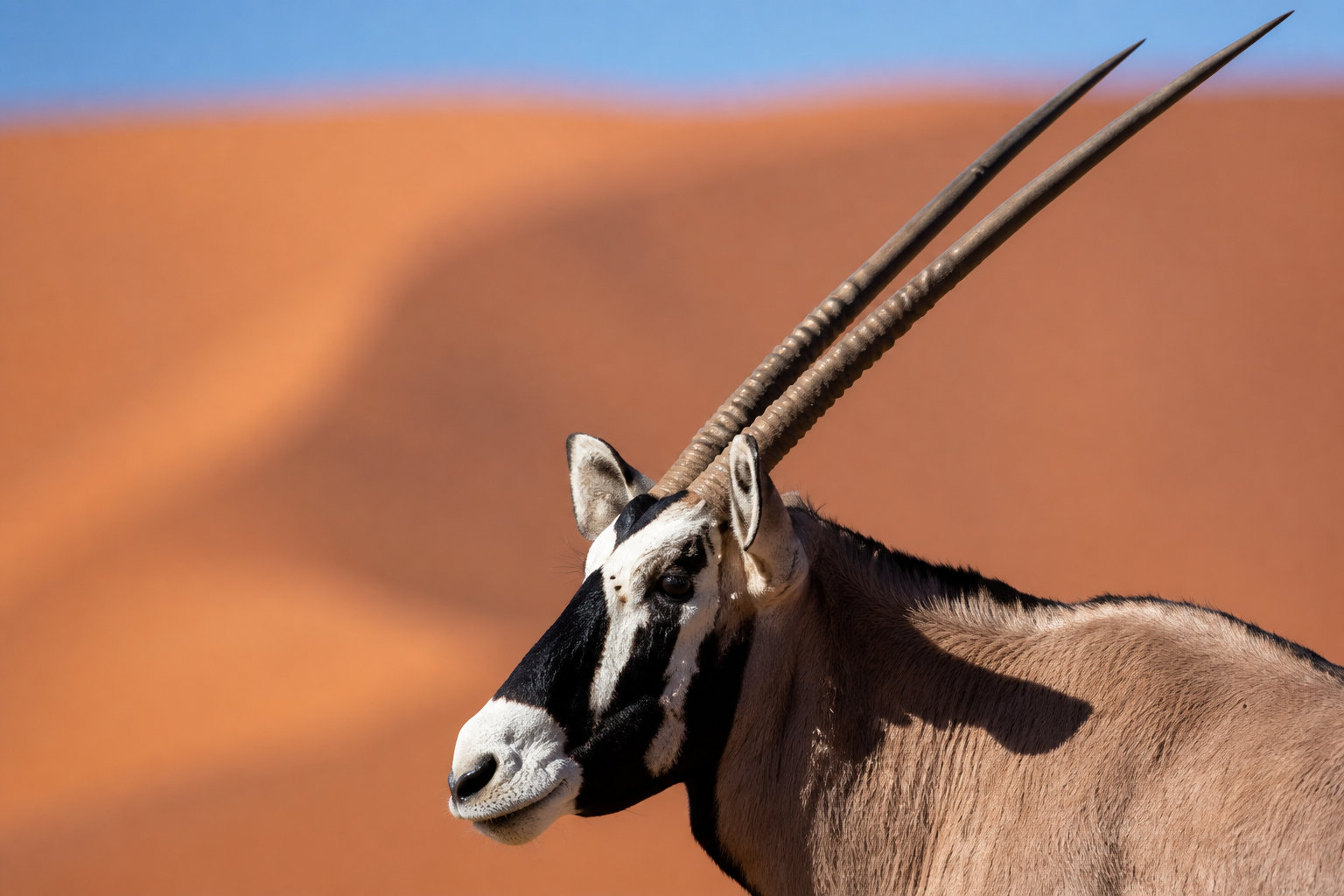 L'Oryx : 3 secrets pour survivre en plein désert