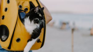 Vacances avec son chat : quelles plages sont accessibles dans le Var ?